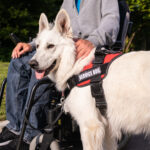 Creating a pawsitive environment for service animals