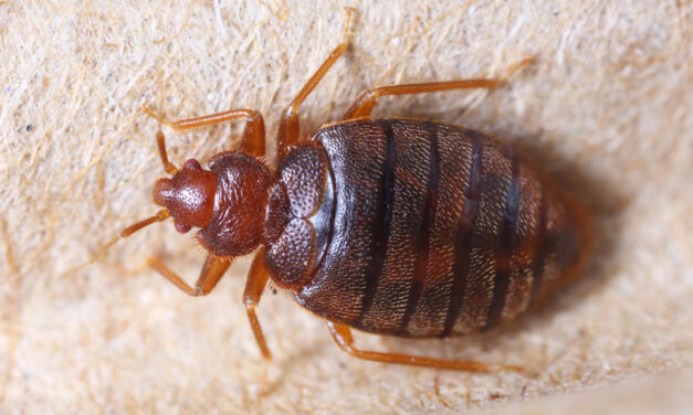 Members-only content: Bed Bugs: What to do and how to respond